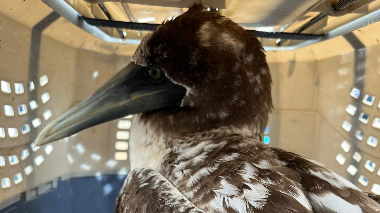 Maharashtra: Rare Masked Booby bird rescued in Thane